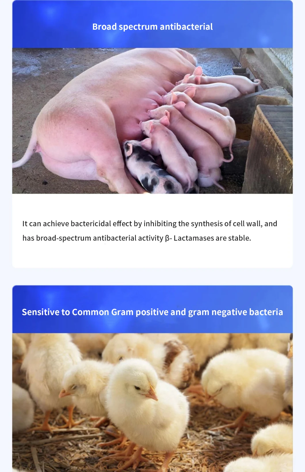 Health Care of Piglets, Bacterial Infections of Pigs, Sheep and Cattle Cefquinome Sulfate Veterinary Drugs