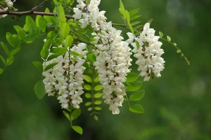 Sophora Japonica Extract Anhydrous Quercetin Granules Natural Herbal Plant Extract